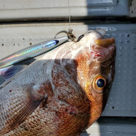 サンマリン 釣果