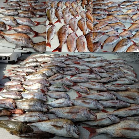 タイラバ遊漁船 ワンピース 釣果