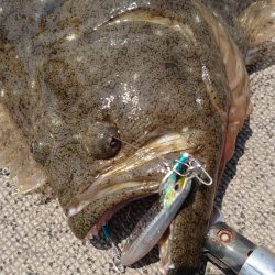 ブルースフィッシングサービス 釣果