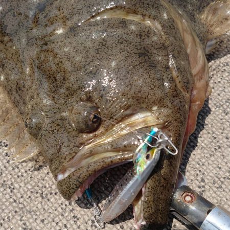 ブルースフィッシングサービス 釣果