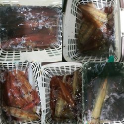 シーライオン 釣果