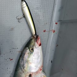 サンマリン 釣果