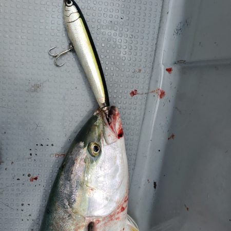 サンマリン 釣果