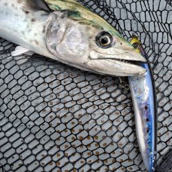 サンマリン 釣果