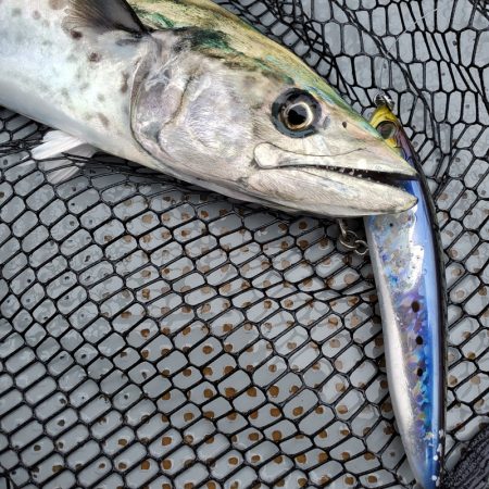 サンマリン 釣果