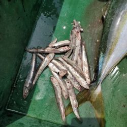 サンマリン 釣果