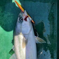 サンマリン 釣果