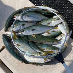 釣人家 釣果