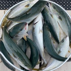釣人家 釣果