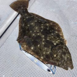 渡船屋たにぐち 釣果