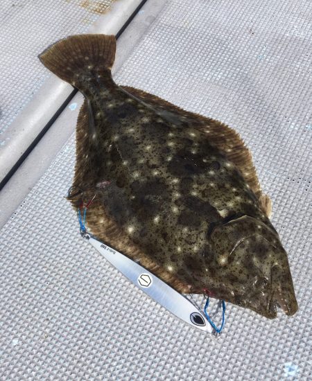 渡船屋たにぐち 釣果