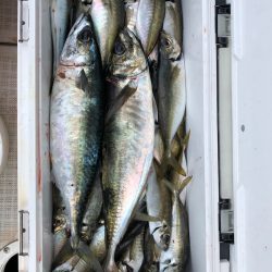 フィッシング キッタカ 釣果