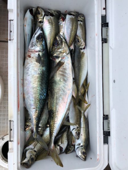 フィッシング キッタカ 釣果