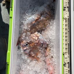 フィッシング キッタカ 釣果