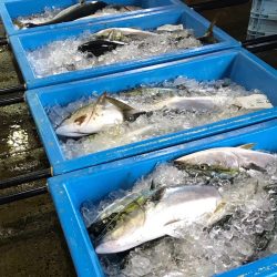 第二　つれたか丸 釣果