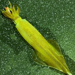 あみや渡船 JIGBOY 釣果