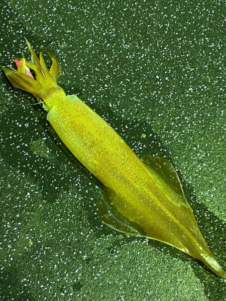 あみや渡船 JIGBOY 釣果