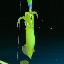 あみや渡船 JIGBOY 釣果