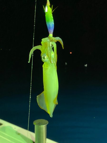 あみや渡船 JIGBOY 釣果