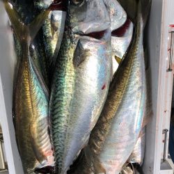 フィッシング キッタカ 釣果