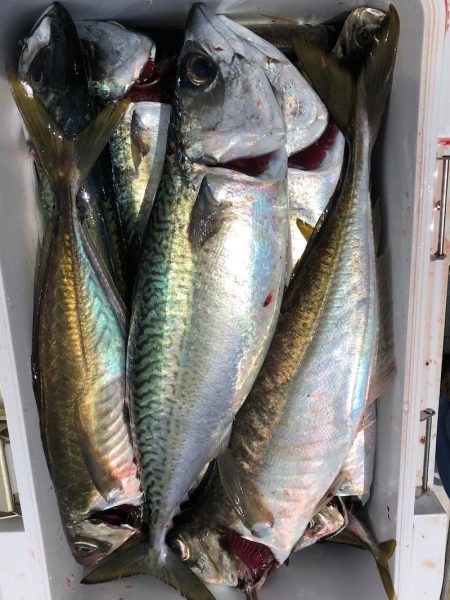 フィッシング キッタカ 釣果