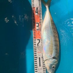 愛海丸 釣果