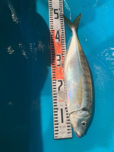 愛海丸 釣果