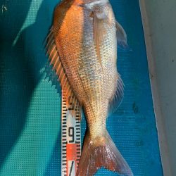 愛海丸 釣果