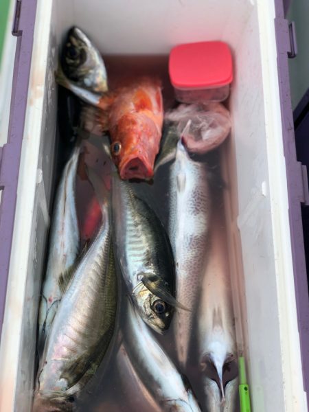 丸万釣船 釣果