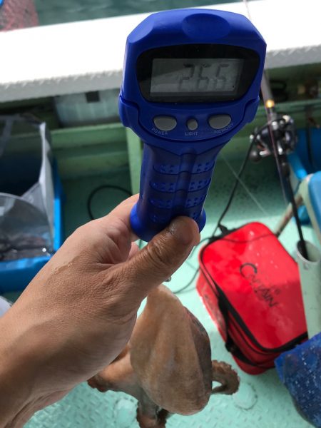 ヤザワ渡船 釣果