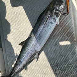 ランスルー 釣果