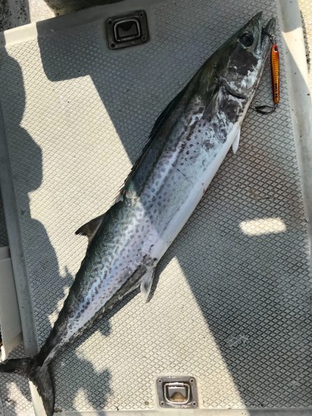 ランスルー 釣果