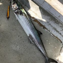 ランスルー 釣果