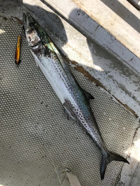 ランスルー 釣果