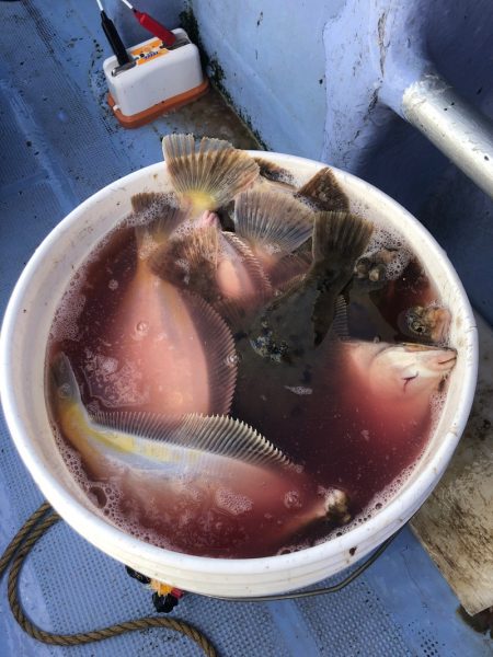 第二　つれたか丸 釣果