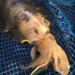 渡船屋たにぐち 釣果