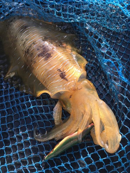 渡船屋たにぐち 釣果