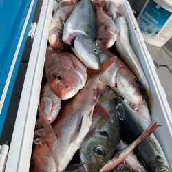 エヌスタイル 釣果