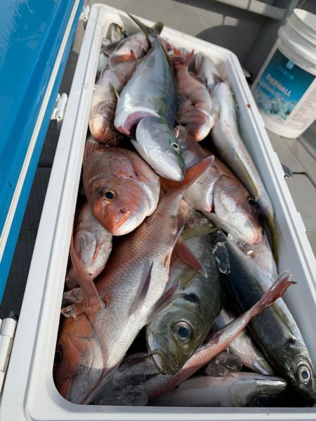 エヌスタイル 釣果