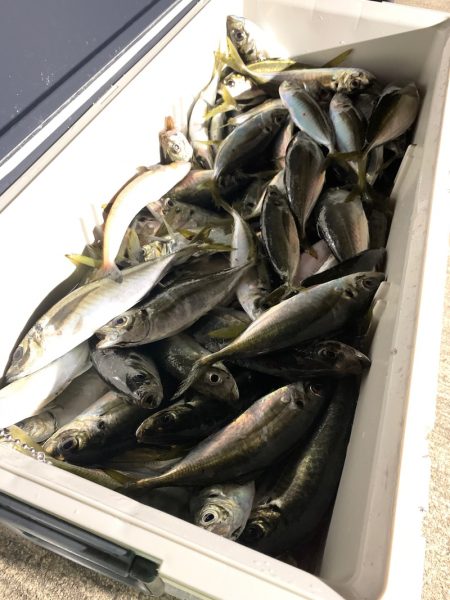 エヌスタイル 釣果