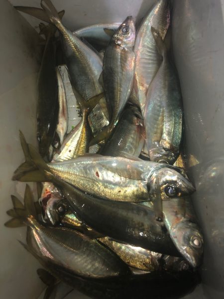 ヤザワ渡船 釣果