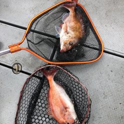 遊漁船高橋 釣果