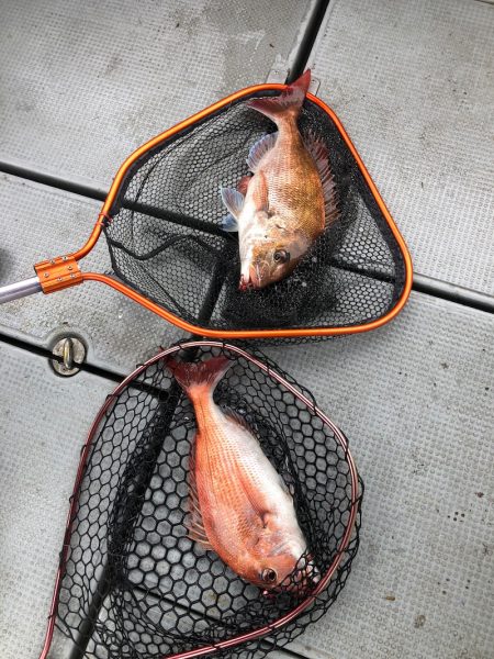 遊漁船高橋 釣果