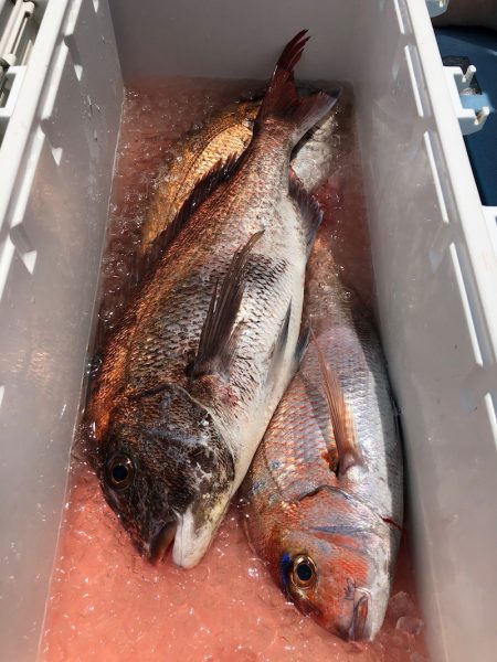 第二八坂丸 釣果