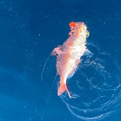 あみや渡船 JIGBOY 釣果