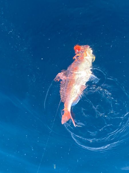 あみや渡船 JIGBOY 釣果