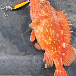 あみや渡船 JIGBOY 釣果