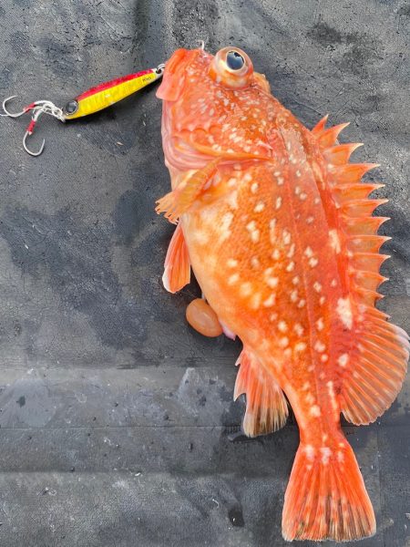 あみや渡船 JIGBOY 釣果