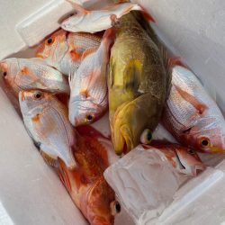 あみや渡船 JIGBOY 釣果