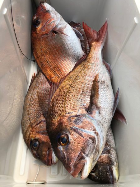 第二八坂丸 釣果